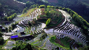 紫鵲界盛裝啟航，9月8日正式向游客開放，園區(qū)管理服務全面升級